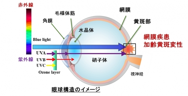 ブルーライトが目の網膜細胞に及ぼす新たな影響を解明！  ～岐阜薬科大学とわかさ生活の共同研究が学術論文に掲載されました～