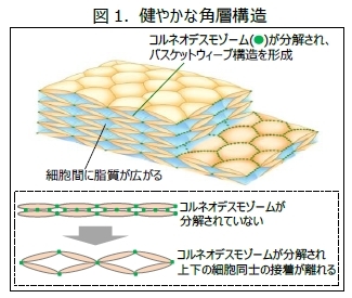 睡眠不足による肌あれの原因を解明～睡眠不足により失われる角層の”バスケットウィーブ構造”の形成を助ける製剤を開発～