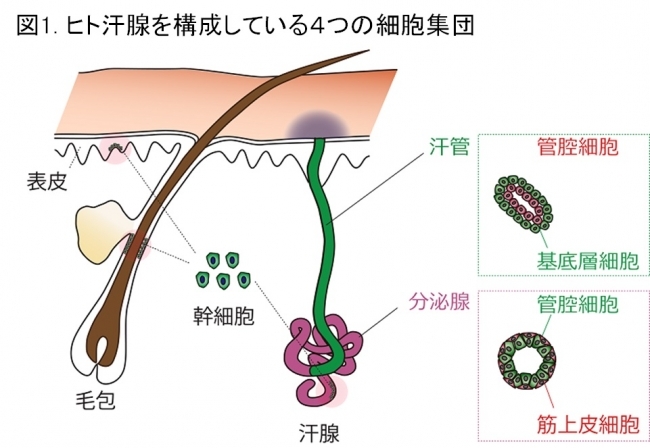 マンダム、ヒトの汗腺幹細胞を発見し、生体外での汗腺様構造体の再生に成功～次世代制汗剤の開発を目指して～  ヒトの発汗機能の再生に関する研究報告